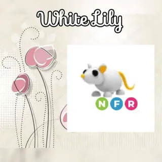 NFR Golden Rat