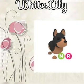 NR Australian Kelpie