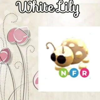 NFR Golden Ladybug