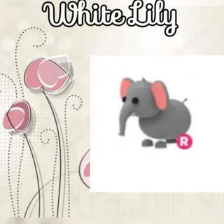 R Elephant