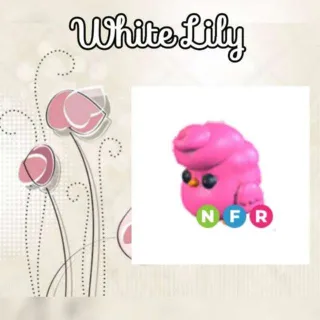 NFR Candyfloss Chick