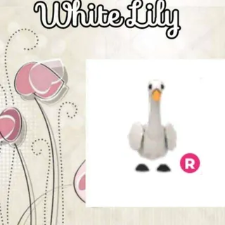R Swan
