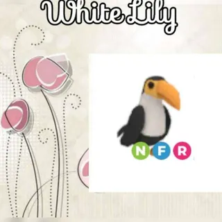 NFR Toucan
