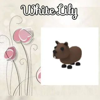 Capybara