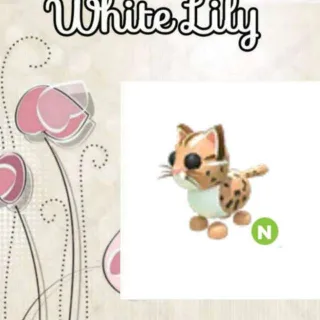 N Leopard Cat