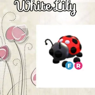 FR Ladybug