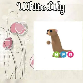 NFR Meerkat