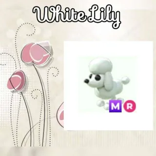 MR Poodle