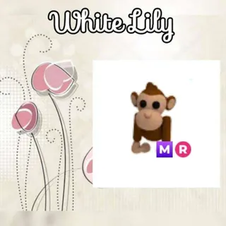 MR Monkey