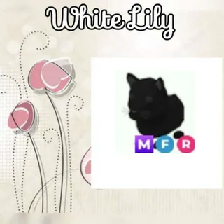 MFR Black Panther