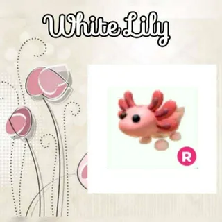 R Axolotl