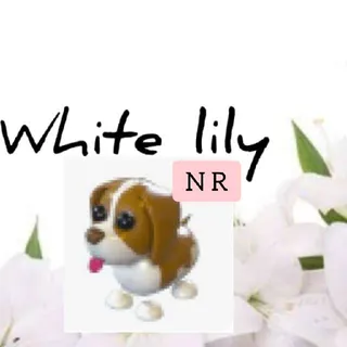 Pet | NR Brown Springer Spaniel