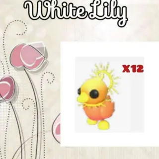 Sunrise Duckling X12