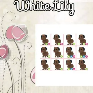 Chocolate Labrador X12