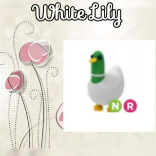 NR Silly Duck