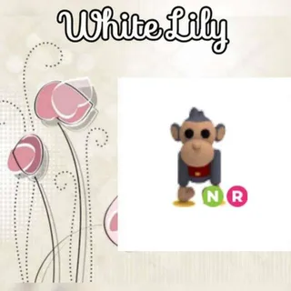 NR Toy Monkey