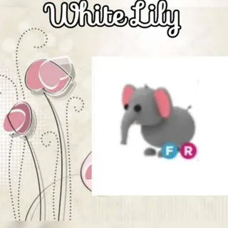 FR Elephant