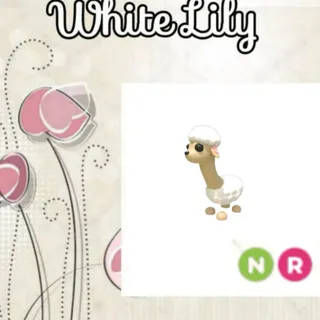 NR Sheeeeep