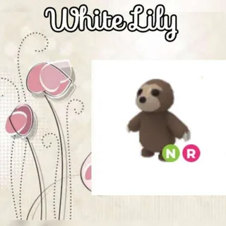 NR Sloth