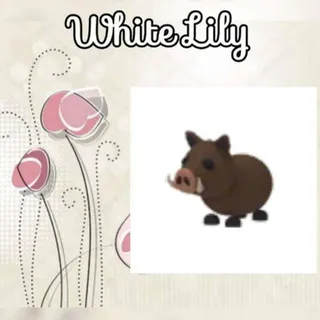 Wild Boar