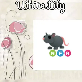 NFR Rat