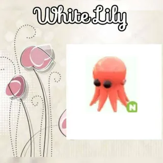 N Octopus