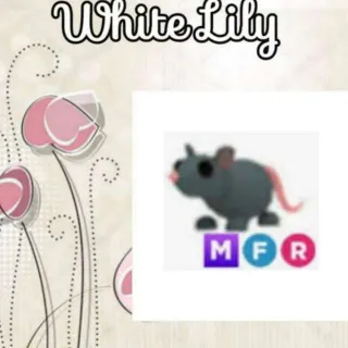 MFR Rat