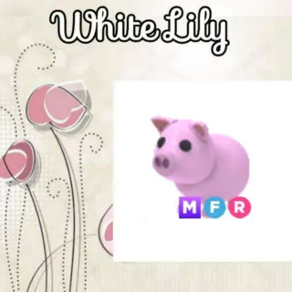MFR Pig