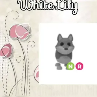 NR Wolf