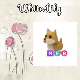 MFR Shiba Inu