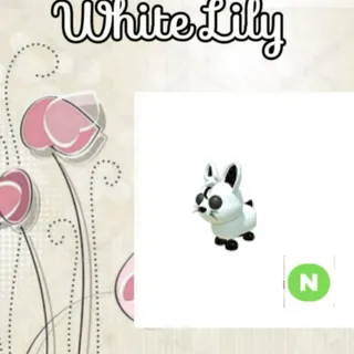 N Moon Rabbit
