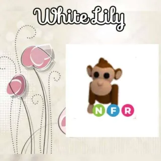 NFR Monkey