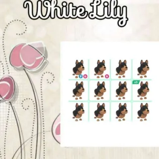 Australian Kelpie X14