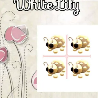 Golden Ladybug X4
