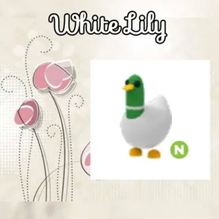 N Silly Duck