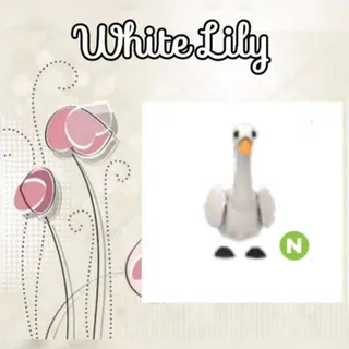 N Swan