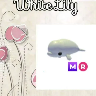 MR Beluga