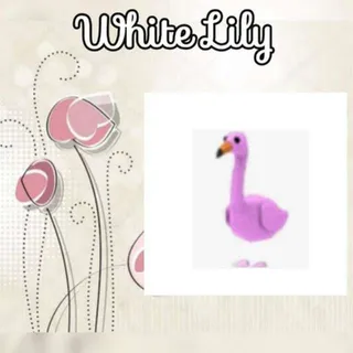 Flamingo