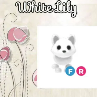 Fr Arctic Fox