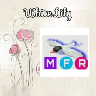 MFR Arctic Tern