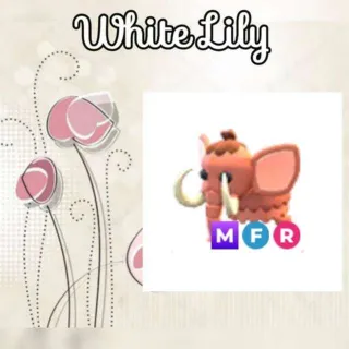 MFR Woolly Mammoth