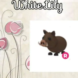R Wild Boar