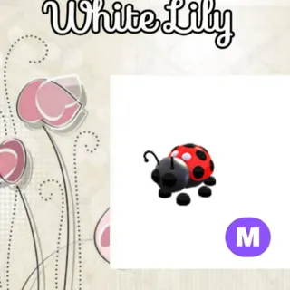 M Ladybug