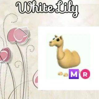 MR Camel