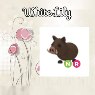 NR Wild Boar