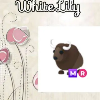 MR Buffalo