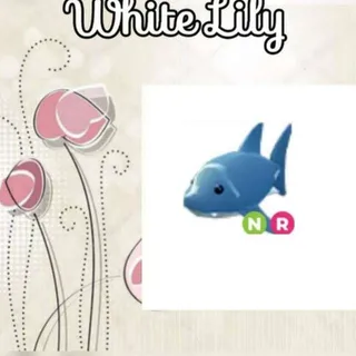 NR Shark