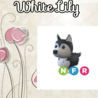 NFR Husky