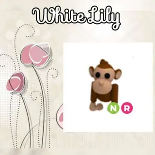 NR Monkey