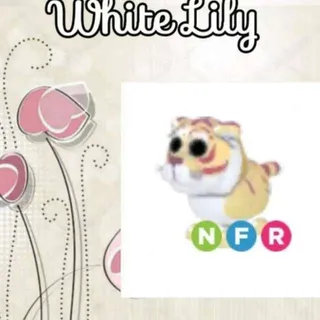 NFR Lunar Gold Tiger